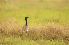 Can Cambodia’s Rice Farmers and Bengal Floricans Co-exist?